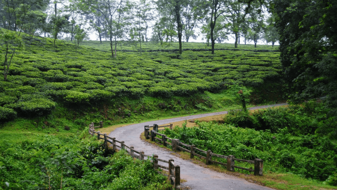Assam Tour Package